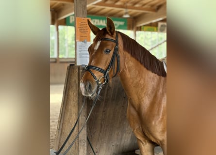 Austrian Warmblood, Mare, 4 years, 15.3 hh, Chestnut-Red