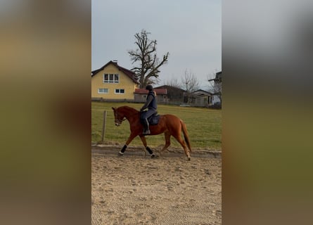 Austrian Warmblood, Mare, 4 years, 15,3 hh, Chestnut-Red