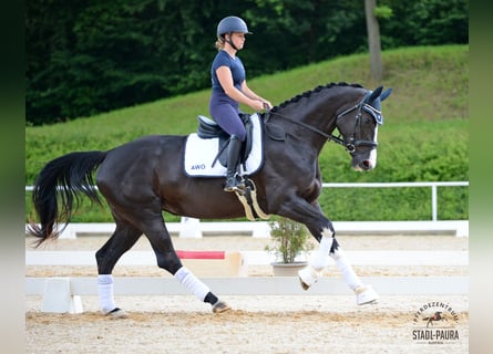 Austrian Warmblood, Mare, 4 years, 16.1 hh, Black