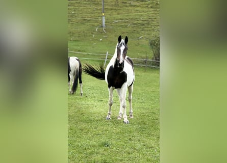 Austrian Warmblood, Mare, 4 years, 16.1 hh, Pinto