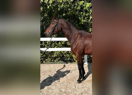 Austrian Warmblood, Mare, 4 years, 16.2 hh, Brown