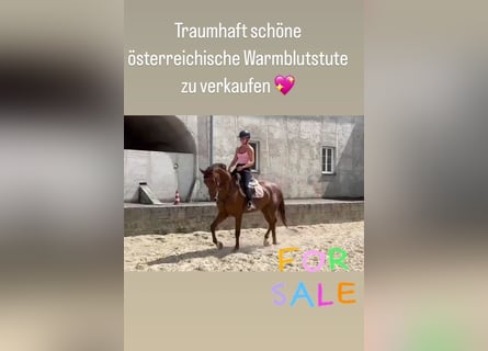 Österreichisches Warmblut, Stute, 4 Jahre, 16,2 hh, Dunkelfuchs