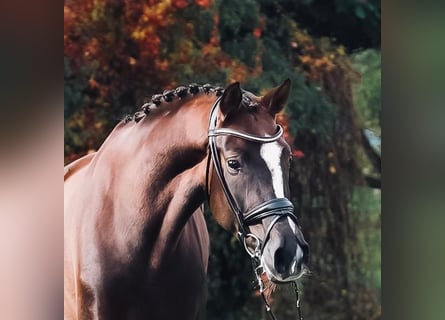 Austrian Warmblood, Mare, 4 years, 16.2 hh, Chestnut