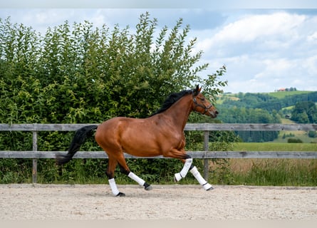 Austrian Warmblood, Mare, 4 years, 16.3 hh, Brown