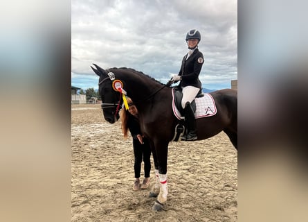 Austrian Warmblood, Mare, 4 years, 17 hh, Black