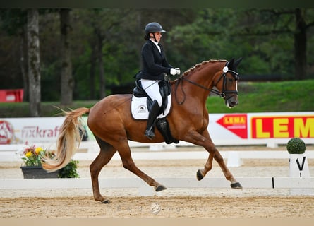 Austrian Warmblood, Mare, 4 years, 17 hh, Chestnut