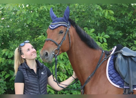 Austrian Warmblood, Mare, 5 years, 15,1 hh, Brown