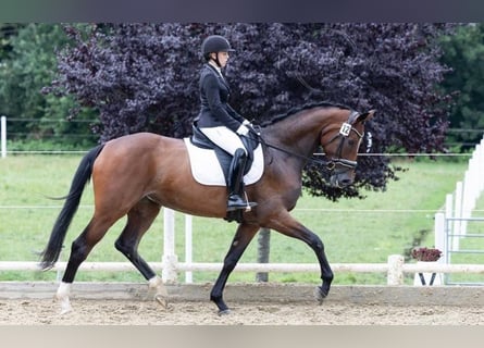 Austrian Warmblood, Mare, 5 years, Brown