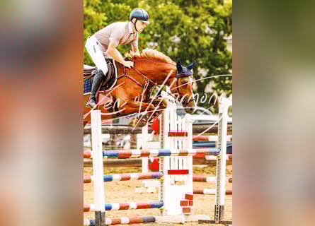 Austrian Warmblood, Mare, 6 years, 15.3 hh, Chestnut-Red