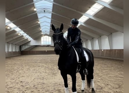 Austrian Warmblood, Mare, 6 years, 16,1 hh, Black