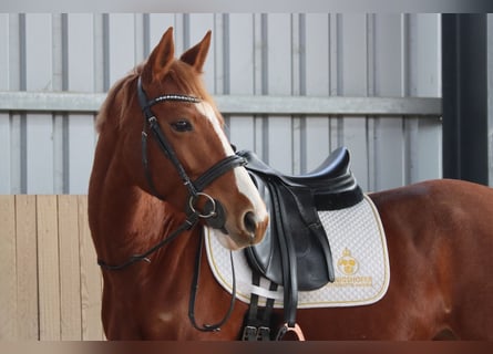 Austrian Warmblood, Mare, 7 years, 15,3 hh, Chestnut-Red