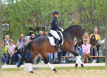 Österreichisches Warmblut, Stute, 7 Jahre, 16 hh, Brauner