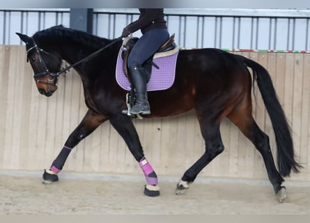 Austrian Warmblood, Mare, 7 years, 16,3 hh, Bay-Dark