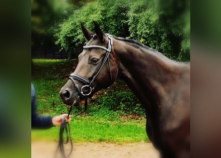 Austrian Warmblood, Mare, 8 years, 16.3 hh, Smoky-Black