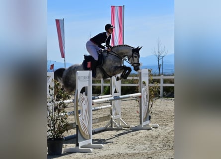 Austrian Warmblood, Mare, 8 years, 16 hh, Gray