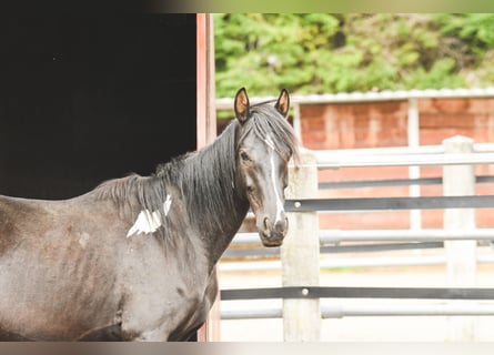 Austrian Warmblood, Mare, 9 years, 14.1 hh, Pinto