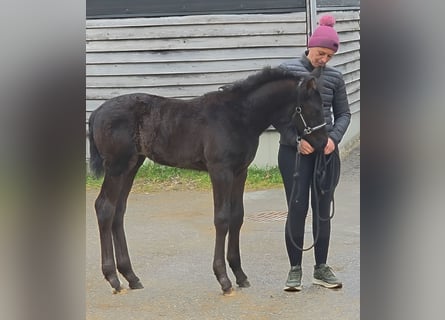 Austrian Warmblood, Mare, Foal (02/2026), 16.2 hh, Black