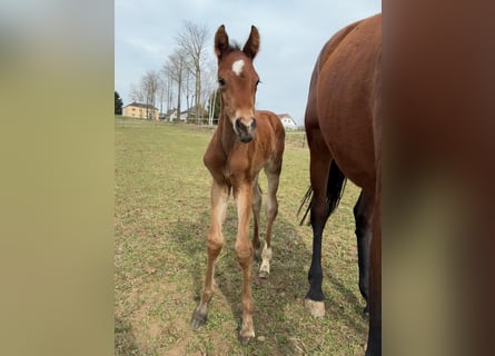 Austrian Warmblood, Mare, Foal (04/2026), 16.2 hh, Brown