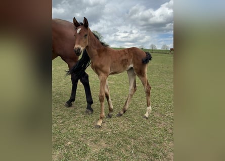 Austrian Warmblood, Mare, Foal (04/2026), 16.2 hh, Brown
