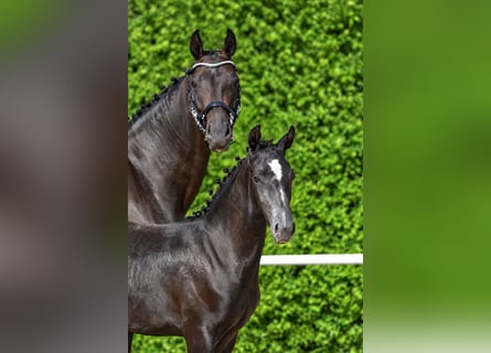 Austrian Warmblood, Mare, Foal (03/2026), 16.3 hh, Grey-Dark-Tan