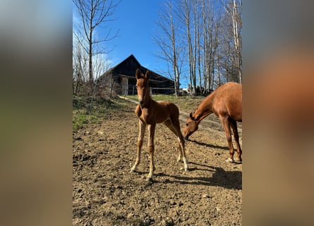 Austrian Warmblood, Mare, Foal (04/2026), 16 hh, Chestnut-Red