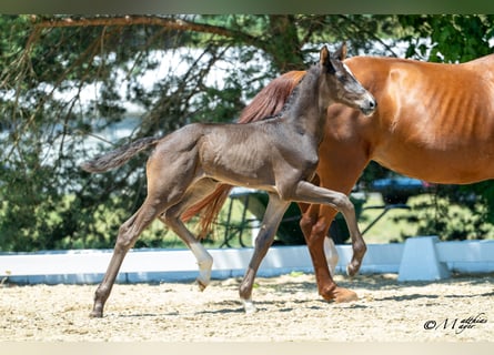 Austrian Warmblood, Mare, Foal (06/2025), 16,1 hh, Bay-Dark