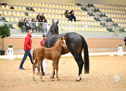 Austrian Warmblood, Mare, Foal (03/2026), 16,2 hh, Chestnut-Red