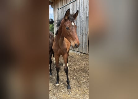 Austrian Warmblood, Mare, , 16,3 hh, Brown