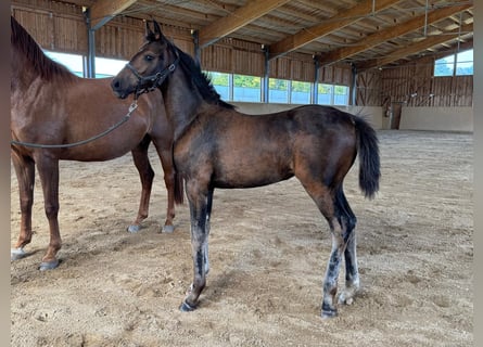 Austrian Warmblood, Mare, Foal (05/2025), Bay-Dark