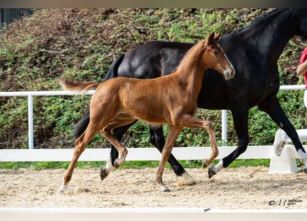 Austrian Warmblood, Mare, Foal (04/2026), Chestnut-Red