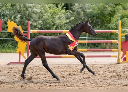 Austrian Warmblood, Mare, Foal (02/2026)