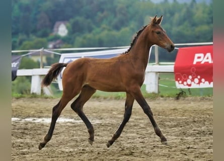 Austrian Warmblood, Stallion, 1 year, 16.2 hh, Brown