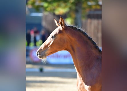 Austrian Warmblood, Stallion, 1 year, 16.2 hh, Brown