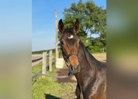 Austrian Warmblood, Stallion, 1 year, Bay-Dark