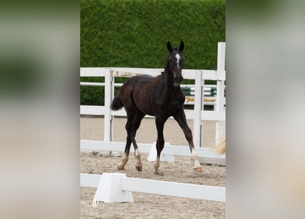 Austrian Warmblood, Stallion, 1 year, Can be white