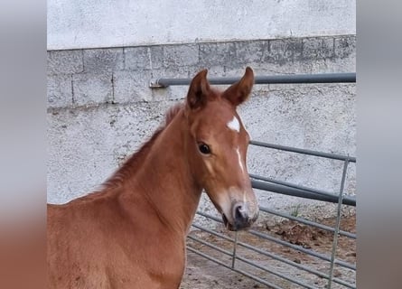 Austrian Warmblood, Stallion, 1 year, Chestnut