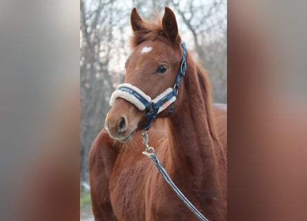 Austrian Warmblood, Stallion, 1 year, Chestnut-Red