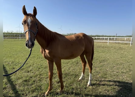 Austrian Warmblood, Stallion, 1 year, Chestnut-Red