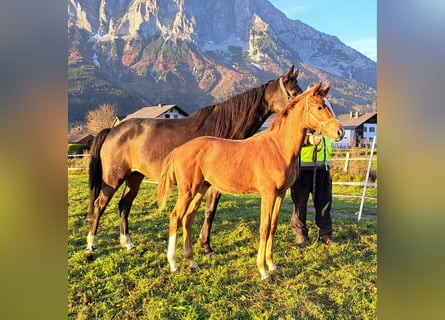 Austrian Warmblood, Stallion, 1 year, Chestnut-Red