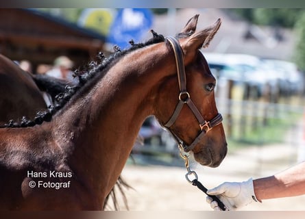 Austrian Warmblood, Stallion, 1 year