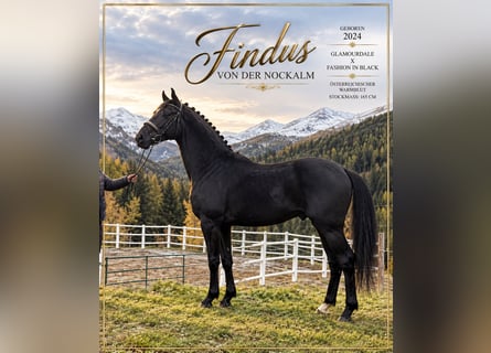 Austrian Warmblood, Stallion, 2 years, 16.1 hh, Black