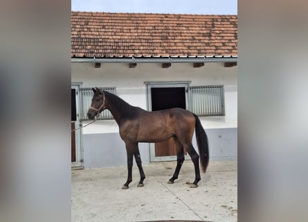 Austrian Warmblood, Stallion, 2 years, 16.2 hh, Smoky-Black Austrian Warmblood, Stallion, 2 years, 16.2 hh, Smoky-Black