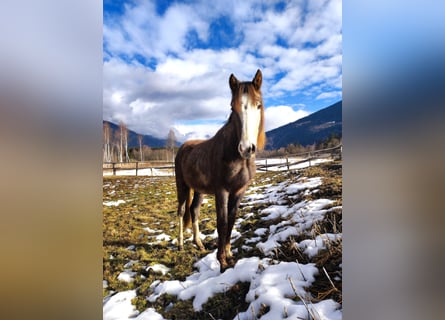 Austrian Warmblood, Stallion, 2 years, Can be white