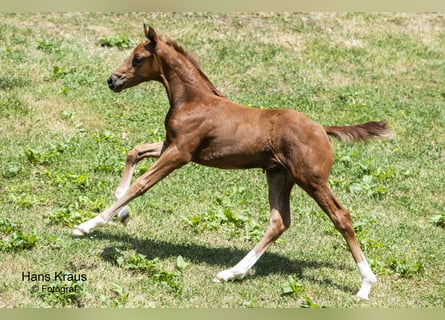 Austrian Warmblood, Stallion, 2 years, Chestnut-Red