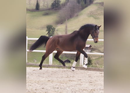 Austrian Warmblood, Stallion, 3 years, 16.1 hh, Brown