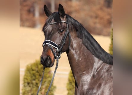 Austrian Warmblood, Stallion, 3 years, 16,2 hh