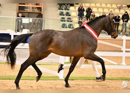 Austrian Warmblood, Stallion, 3 years, 17,1 hh, Bay-Dark