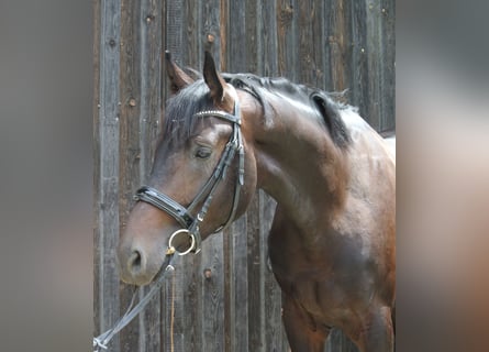 Austrian Warmblood, Stallion, 3 years, 17 hh, Brown