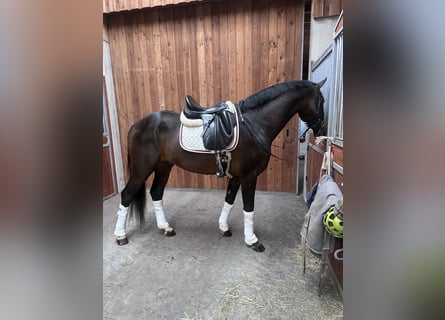 Austrian Warmblood, Stallion, 4 years, 16,1 hh