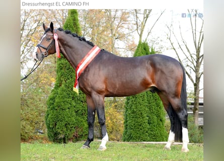 Austrian Warmblood, Stallion, 4 years, 17 hh, Bay-Dark